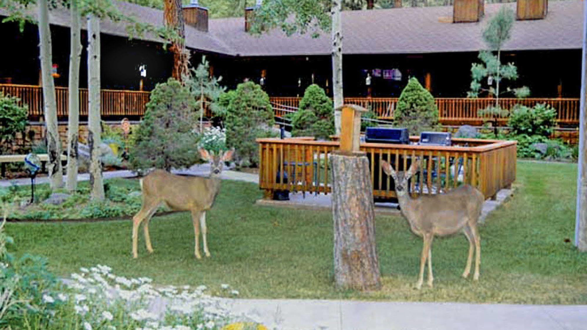 Shadow Mountain Lodge And Cabins Руідозо Екстер'єр фото